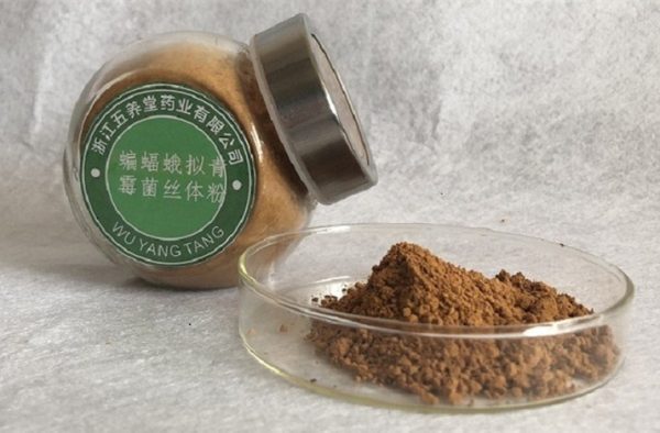 五养堂蝙蝠蛾拟青霉菌丝体粉 厂家供应发酵虫草菌粉原料批发现货 - Image 2