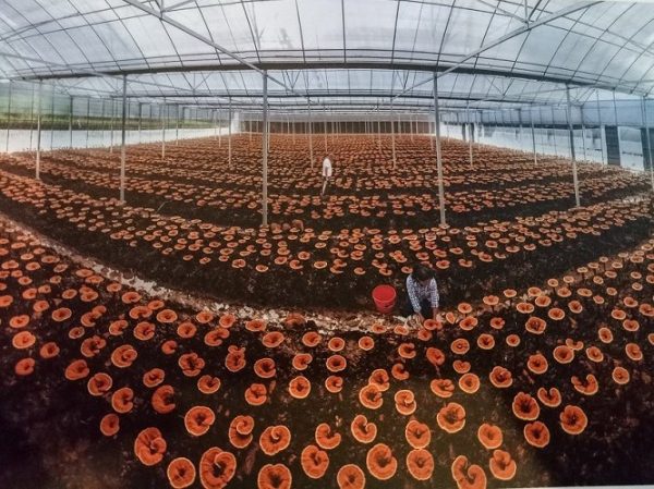 五养堂灵芝菌丝体多糖灵芝提取物批发厂家供应破壁灵芝孢子粉原料 - Image 9