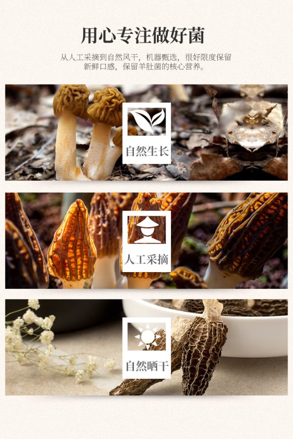百山祖羊肚菌干货散装野生菌菇特产现货批发加工定制 (3-5cm） - Image 9