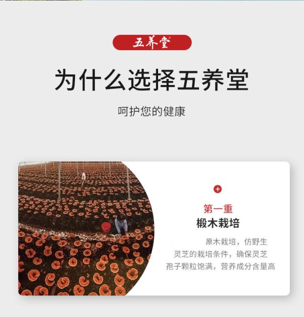 五养堂灵芝提取物定制logo 厂家供应灵芝多糖胶囊OEM贴牌代加工 - Image 10
